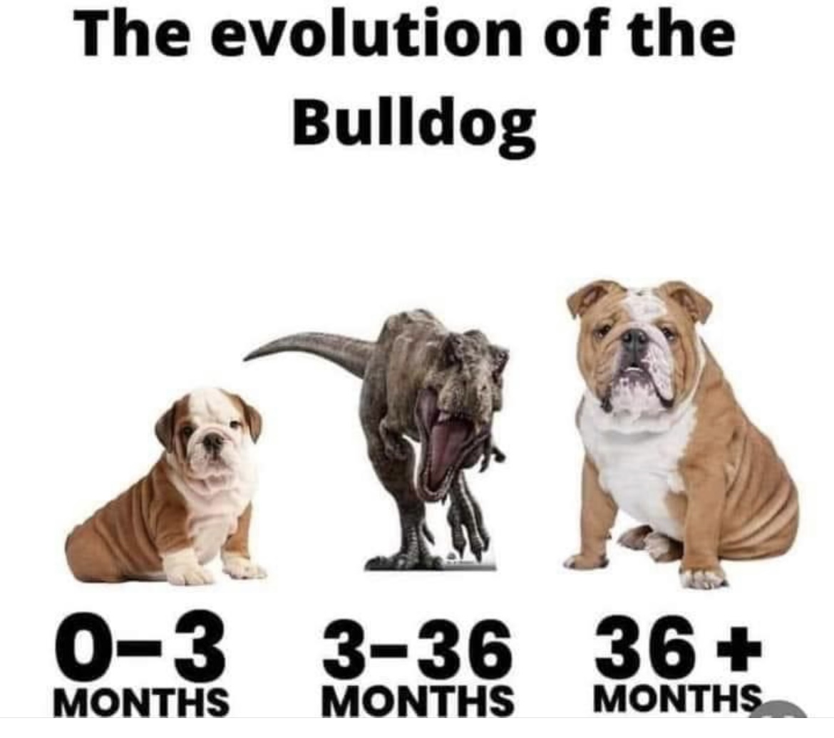 gemjudicious's tweet image. Yay he’s finally relaxing lol #ralph #overthree #twotypes #lazy #crazy mines crazy lol but he matches my famo perfectly. We’re not a lazy family so he has to keep up lol #bulldogowner