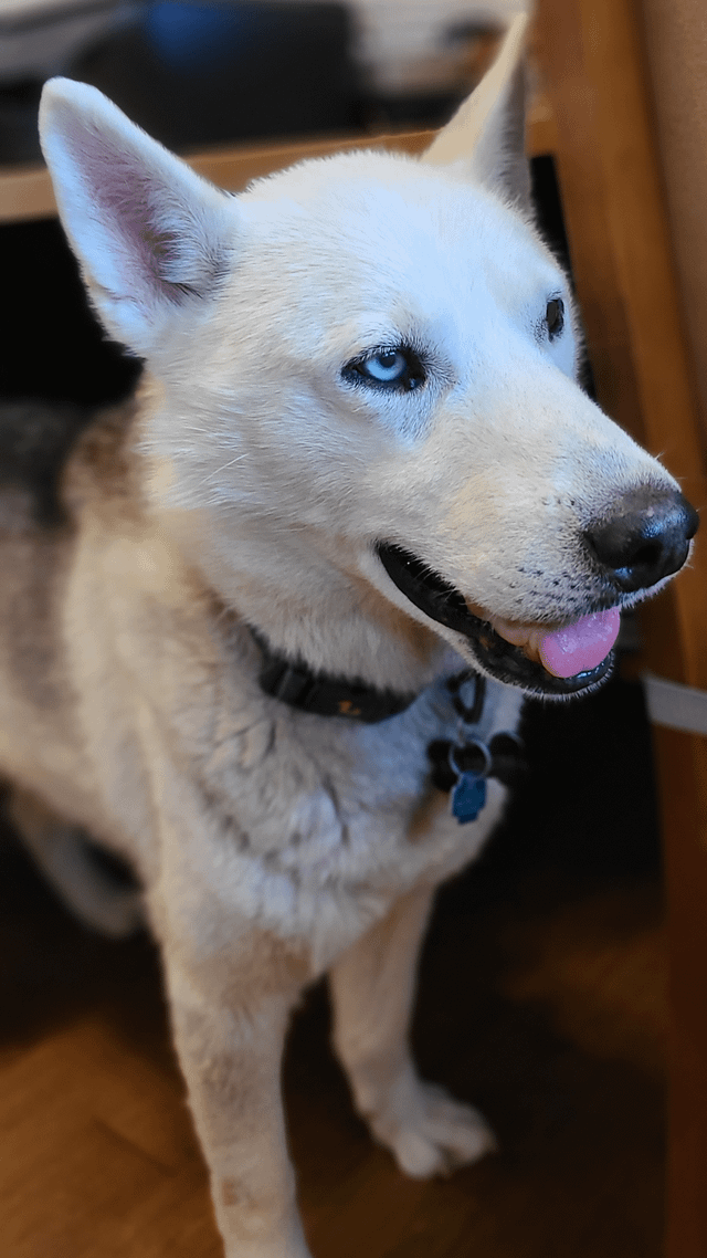 HuskyCanada's tweet photo. Can my guy get a hell yeah? https://t.co/FIMvIesf1A https://t.co/cKBdunppdZ