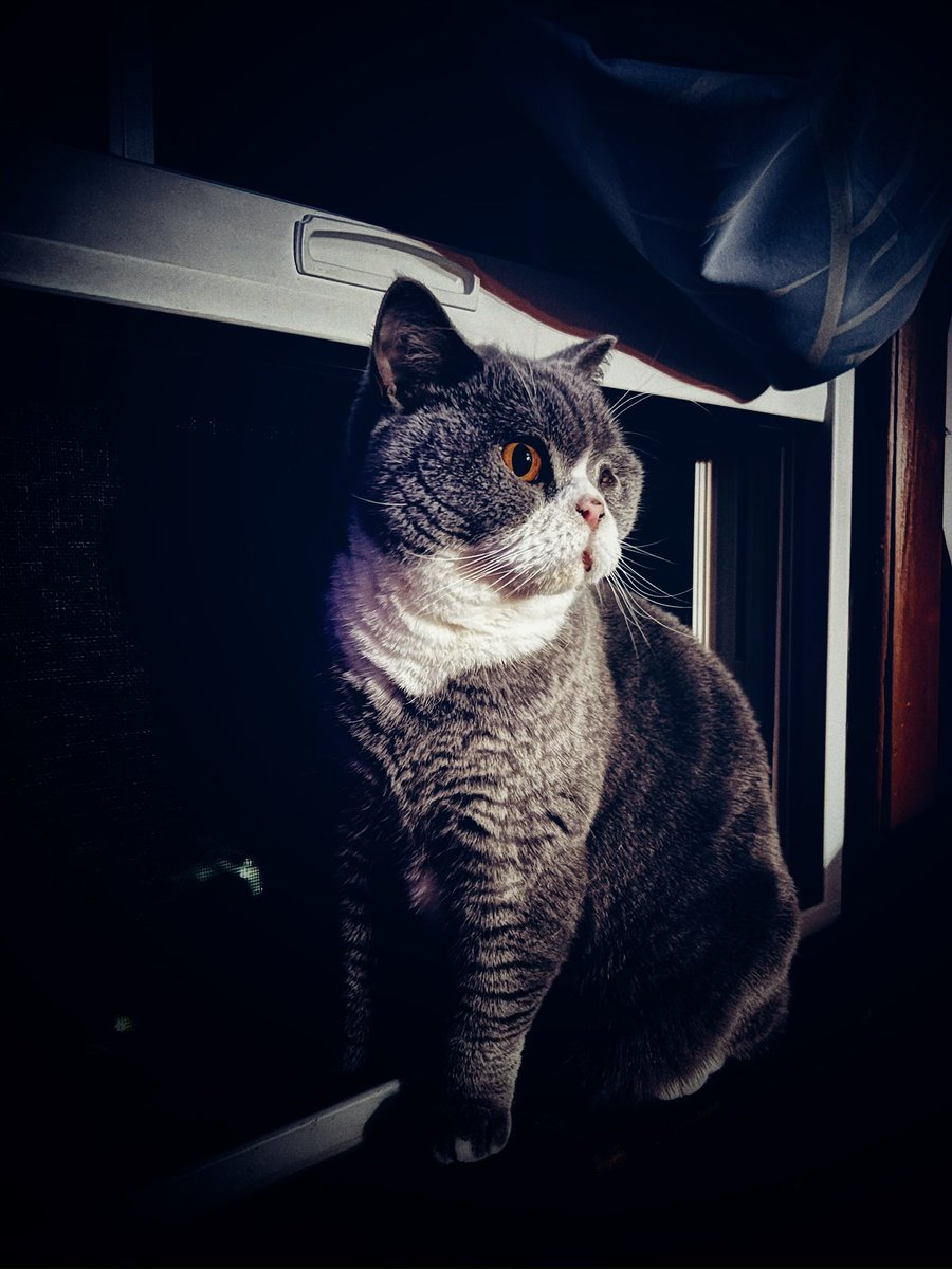 Plasmaticooze's tweet photo. His name is David. He’s 2 years old and he’s perfect 💜
#cats #britishshorthair #CatsAreFamily https://t.co/kKMgJn8Iwu