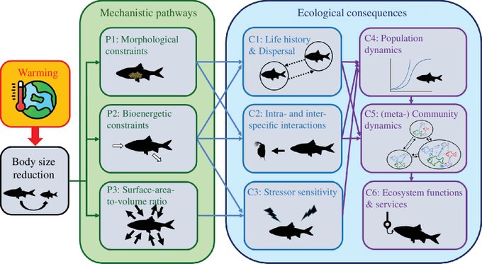 Royal Society Publishing (@rsocpublishing) on Twitter photo #Ecological consequences of body size reduction under warming #ProcB #OpenAccess ow.ly/pWkn50Te4l7 #review #Ecological consequences of body size reduction under warming #ProcB #OpenAccess ow.ly/pWkn50Te4l7 #review