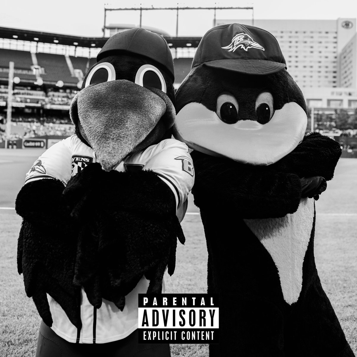 The Oriole Bird (@oriolebird) on Twitter photo 