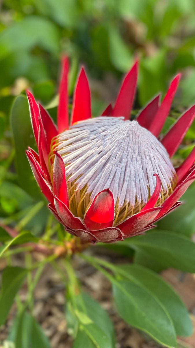 Belinda Hill tweet media