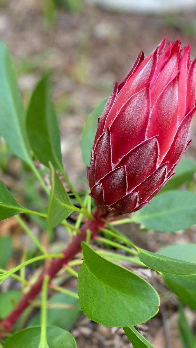 Belinda Hill tweet media