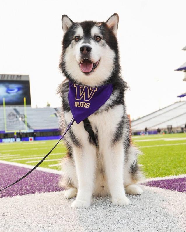 erinbampton's tweet photo. Dubs.  Go Dawgs💜 https://t.co/v0H0fIWD5T