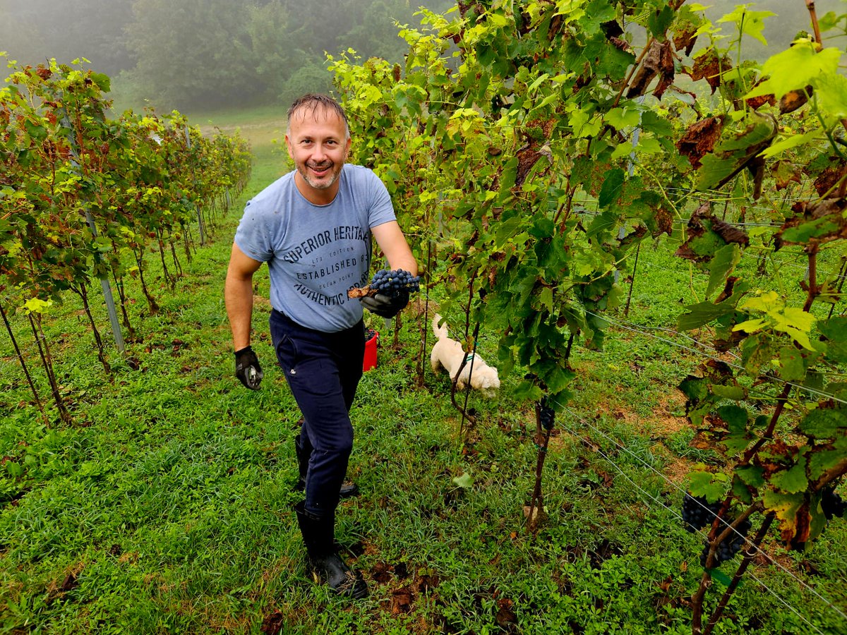 Prva berba u našem vinogradu.
Syrah&amp;merlot...🍇🍷