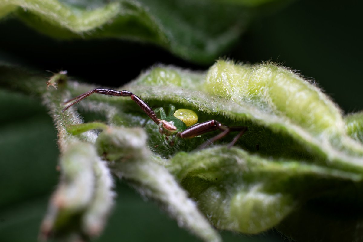 😭No pude enfocar bien a esa hermosa arañita😭
Pensé que estaba bien enfocado en la cámara 😢
#canon #EosSL2 #Godox #insects #naturaleza #CanonMx #macro #macrophotography #Insecto #fotografía #CanonSl2 #photography #photo