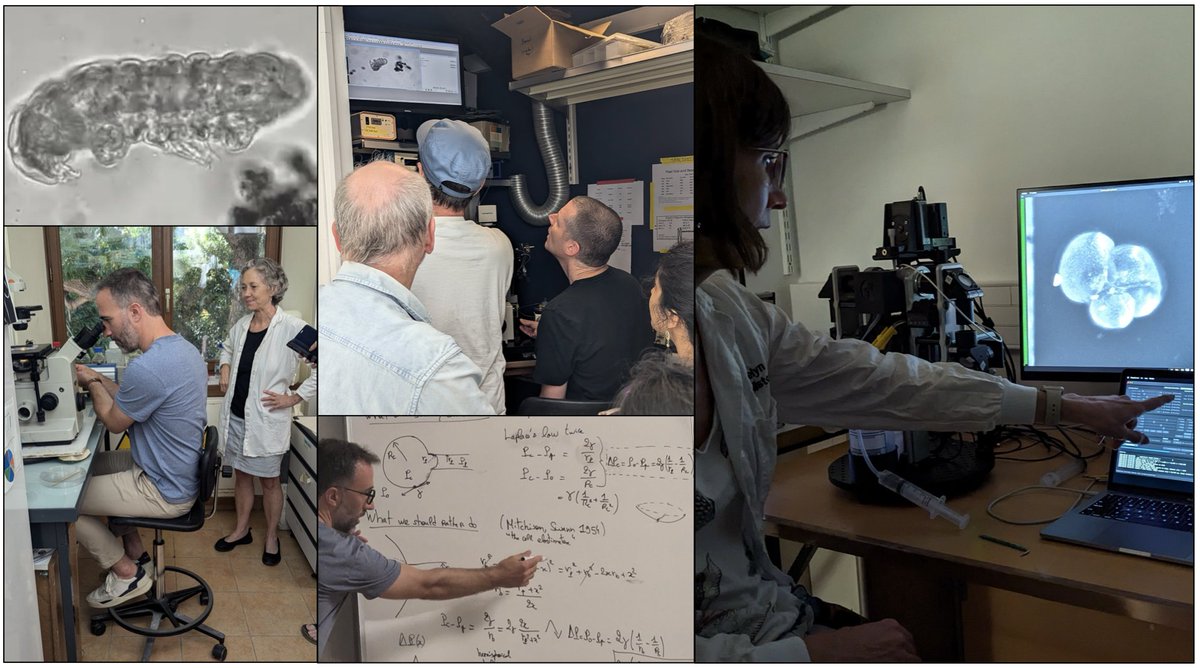 kate cavanaugh (@cavankatenaugh) on Twitter photo Some action shots from an amazing week in Villefranche-sur-mer. Thanks to <a href="/virtual_embryo/">Turlier lab</a> and <a href="/RDumollard/">rémi dumollard</a> for pulling together some incredible minds (and microorganisms). Here is proof that there was actually some science happening! Some action shots from an amazing week in Villefranche-sur-mer. Thanks to <a href="/virtual_embryo/">Turlier lab</a> and <a href="/RDumollard/">rémi dumollard</a> for pulling together some incredible minds (and microorganisms). Here is proof that there was actually some science happening!
