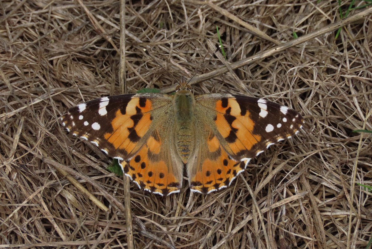 Today was all about Red Admirals - they were everywhere, plus a few Peacocks and the odd Painted Lady.
