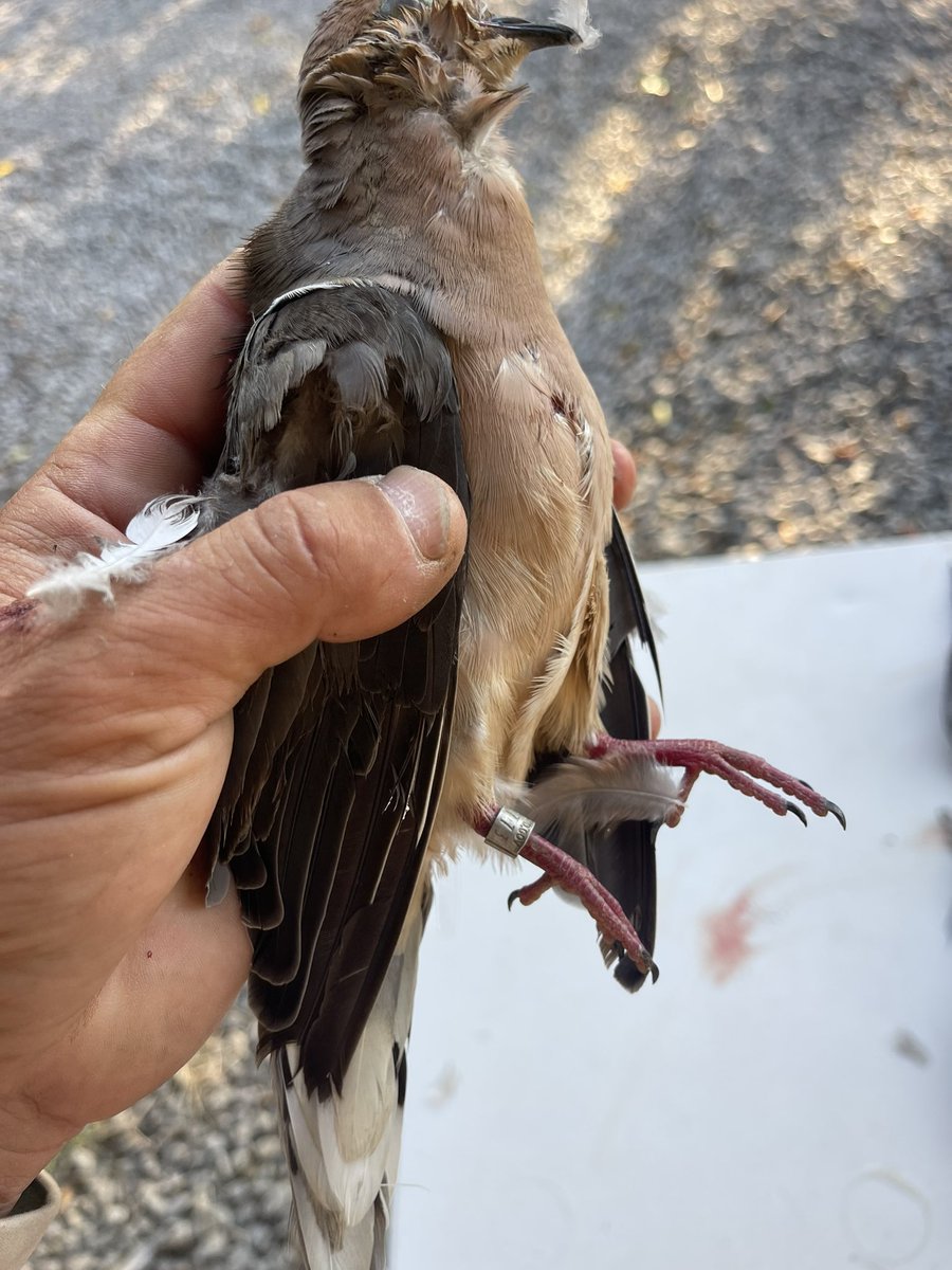 Ended with 297 and a band 
#doveseason #hunting #dovehunt