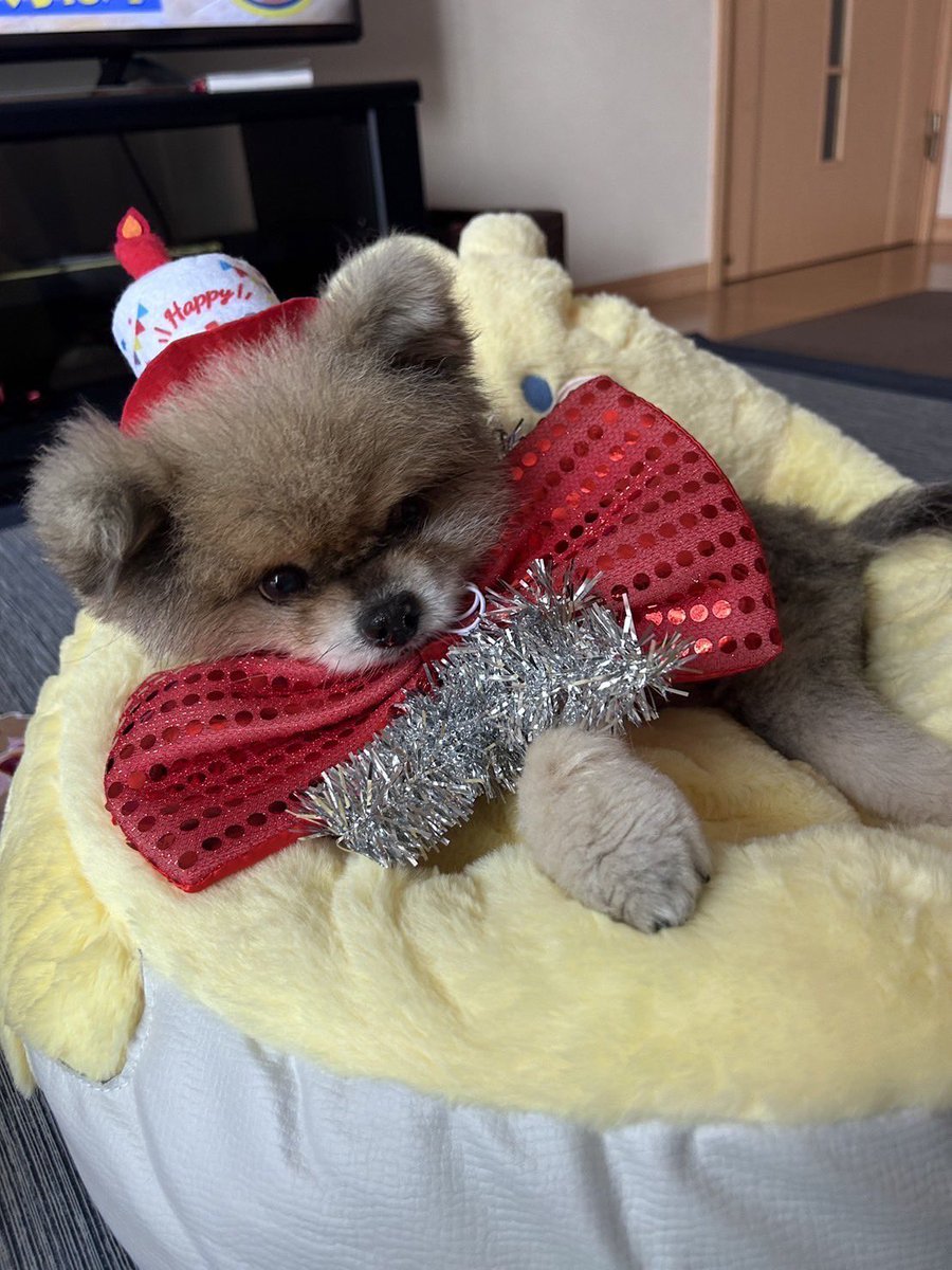 kubo_programmer's tweet image. 14歳のハピバ。
まだまだ元気でいて下さい🙏🙏