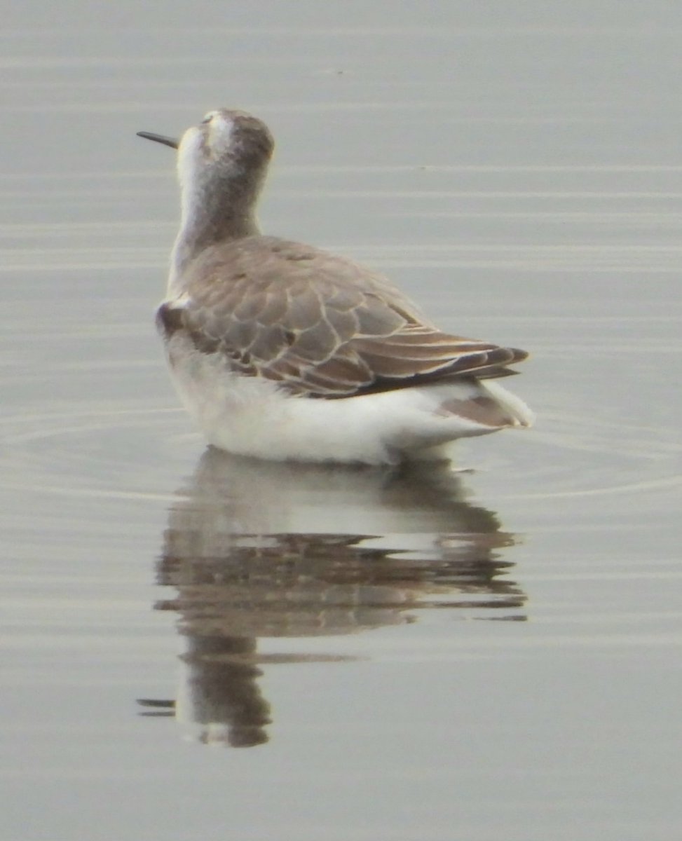 daleivor's tweet image. #wilsonspharalope #marshside stunning bird. #269 for the year now. Tried for Hudsonian afterwards but again a needle in a massive haystack.