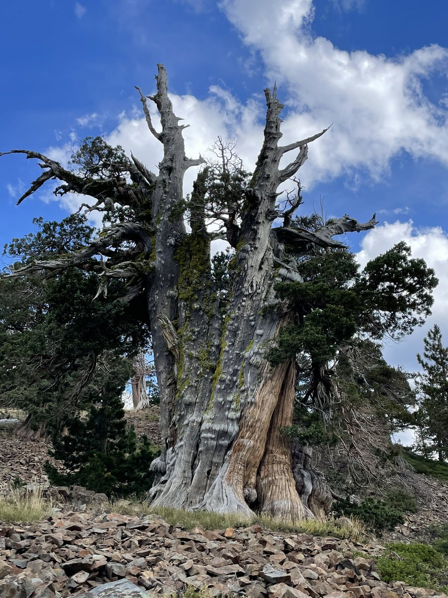 Bronze Goat tweet media