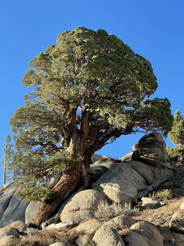 Bronze Goat tweet media