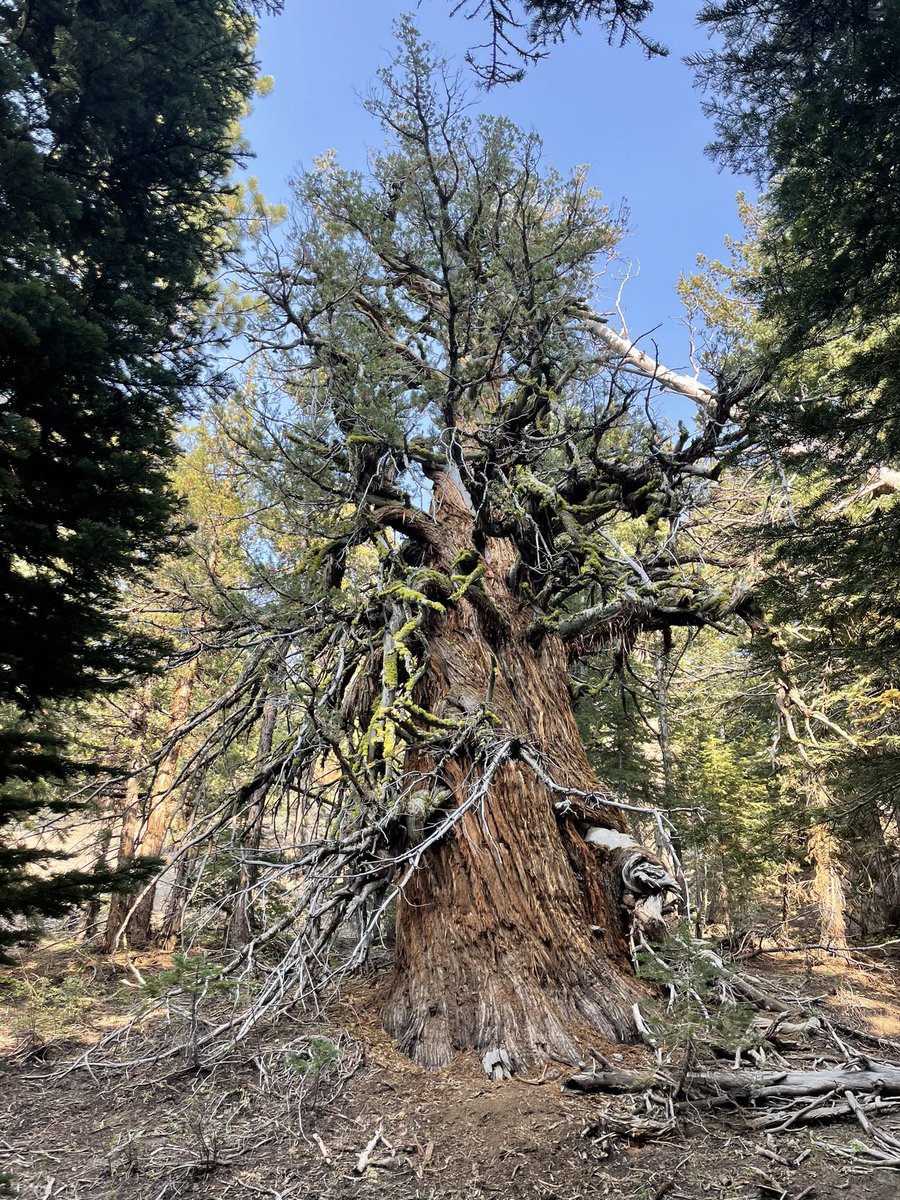 Bronze Goat tweet media