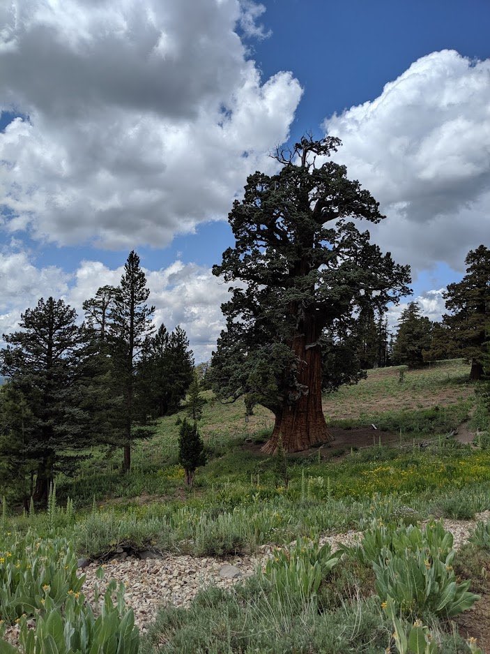 Bronze Goat tweet media