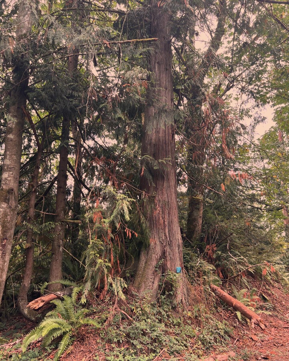 Favorite time of the year 😍😍 If you know me you know that if the 🍂are changing I’m going to make you go on a walk and smell them