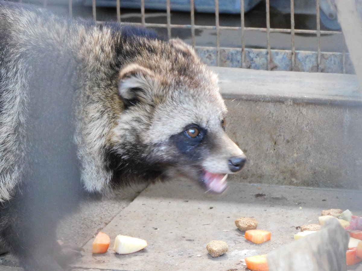 Daily Tanuki Bot (@dailytanuki) on Twitter photo 