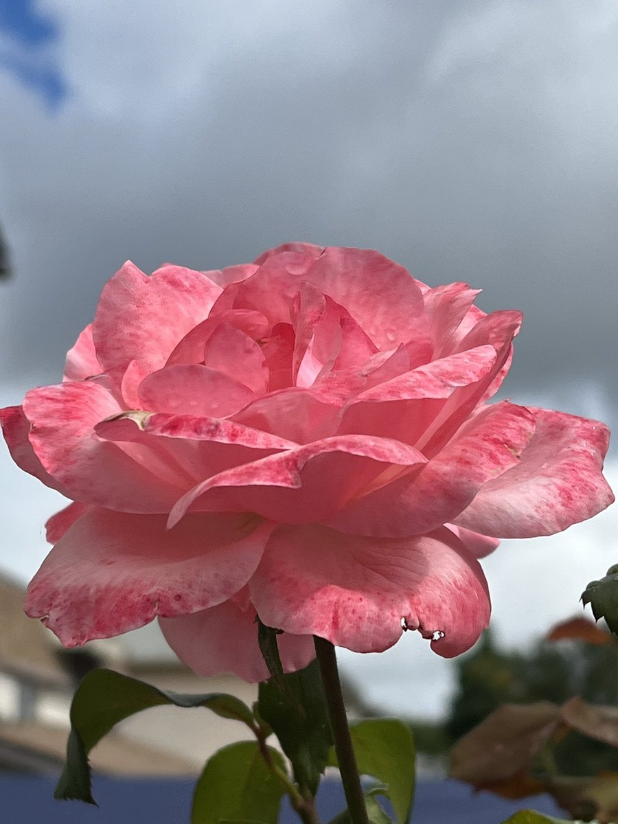 kunrup's tweet photo. September half marathon ✅. Tried to pace evenly throughout the race.This one felt good as I didn’t exhaust myself and slowed a lot at first.
#brampton #etobicokecreektrail #positivity #positivevibes #halfmarathon #roses #smile #happy #stayactive #staymotivated #marathonbound https://t.co/OCWJpbmNvq