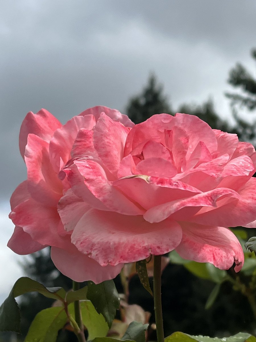 kunrup's tweet photo. September half marathon ✅. Tried to pace evenly throughout the race.This one felt good as I didn’t exhaust myself and slowed a lot at first.
#brampton #etobicokecreektrail #positivity #positivevibes #halfmarathon #roses #smile #happy #stayactive #staymotivated #marathonbound https://t.co/OCWJpbmNvq