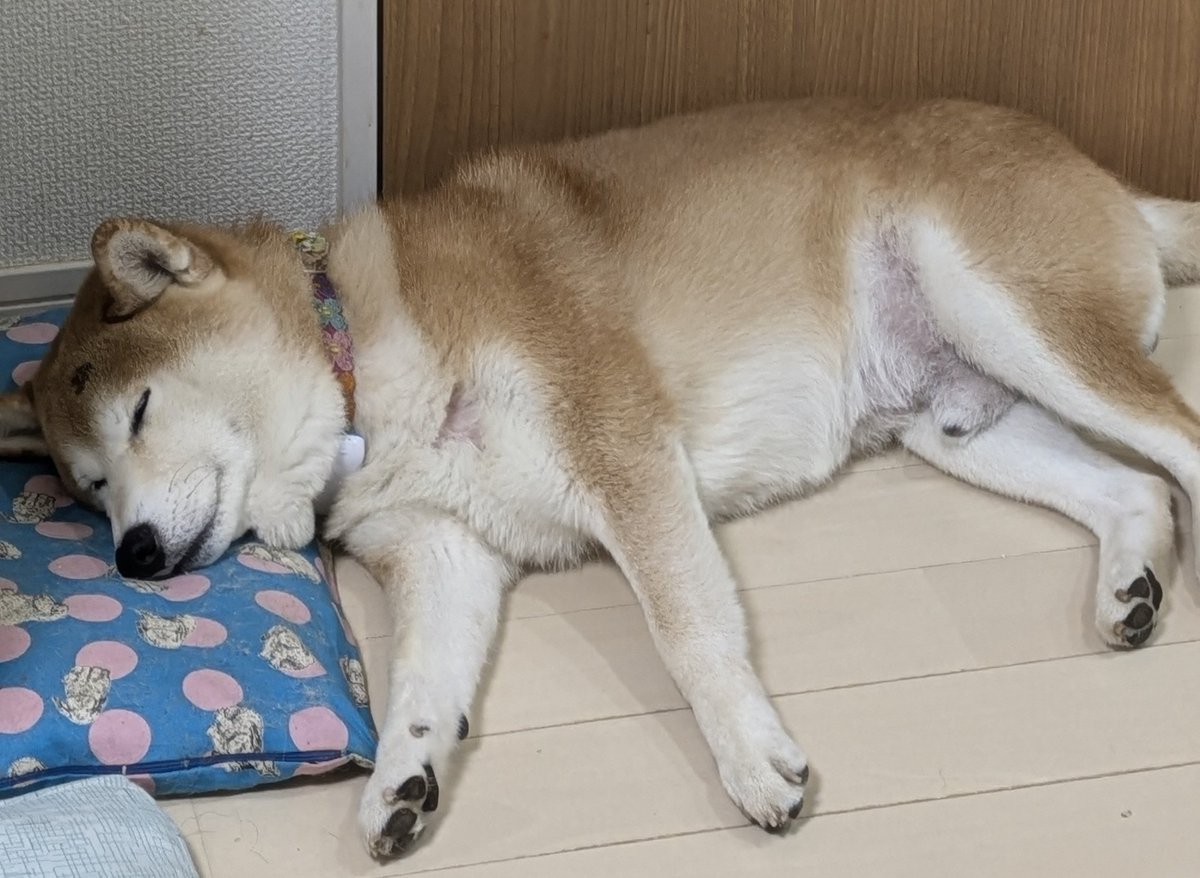 これは茶々丸が1番好きな枕
この中には🌈で待っているペコ🐰の毛が入っています