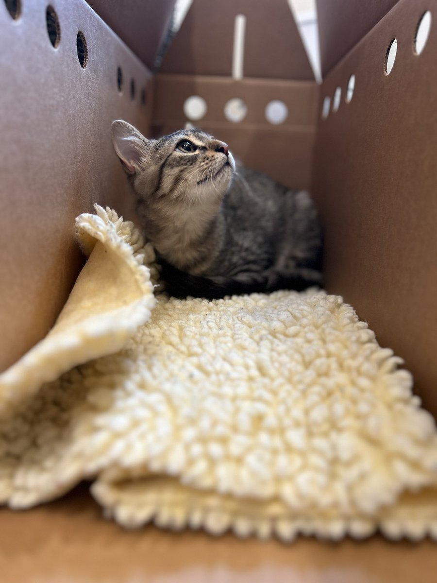 Killalalaa's tweet image. Guys meet Tom Clancy