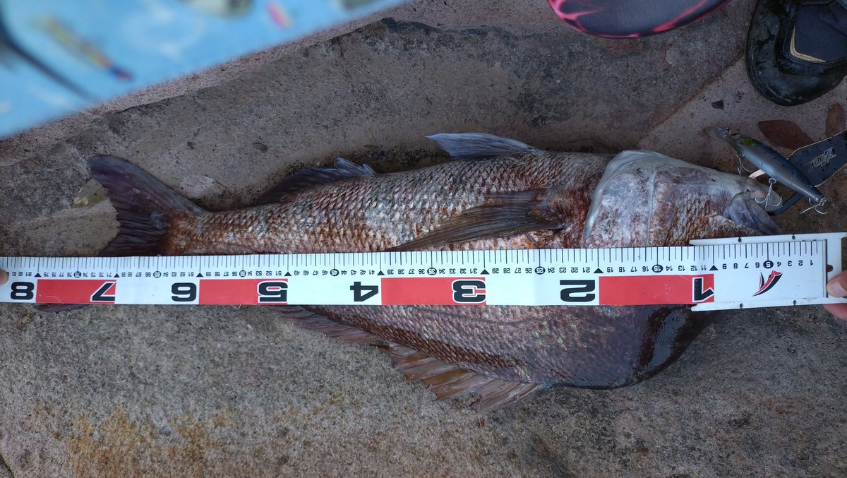 ゆーた【ずとまろアングラー】 tweet media