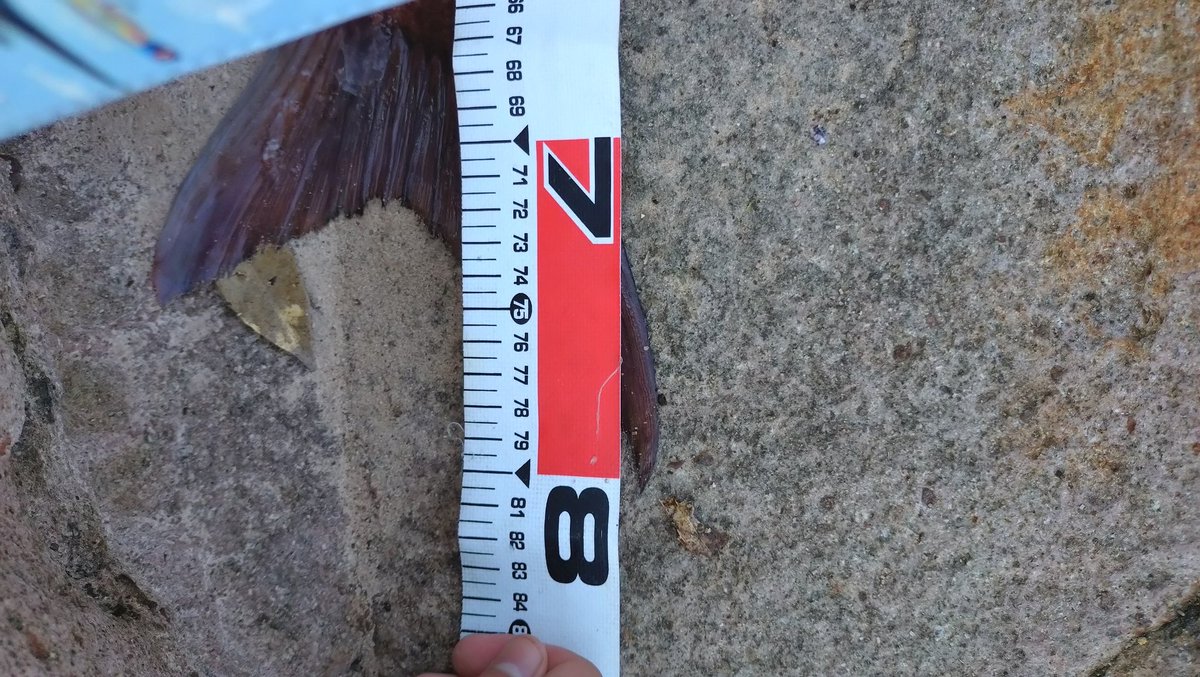 ゆーた【ずとまろアングラー】 tweet media