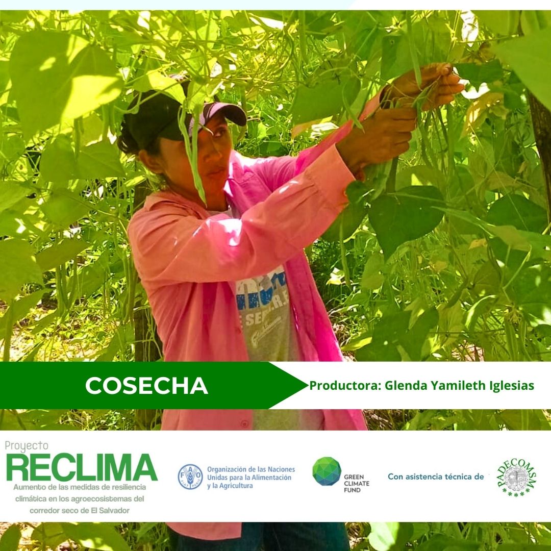 padecomsm's tweet photo. En las Escuelas de Campo, gracias al trabajo de la promotora comunitaria del Proyecto #RECLIMA, en el caserío La Ceiba, distrito de Torola, la cosecha de ejote fresco está asegurada. 
 @FAOElSalvador https://t.co/nx2cNAu2lY
