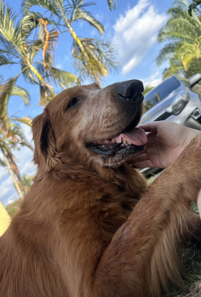 LiloKstro's tweet image. Un último viaje no es suficiente para sentir que podremos seguir este camino. 
Vivir tiene que ser, estar seguros de que llegaremos por el arcoíris de colores al paraíso. 
Te vamos a extrañar con todo nuestro corazón. 
Vuela alto mi #MyGoldenGirl 🤍