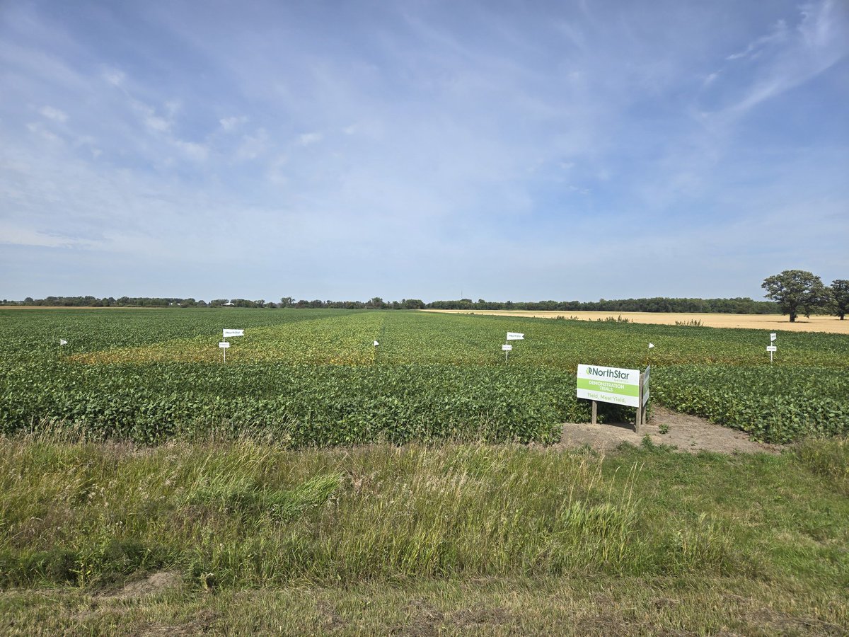 Day 7. Winkler's still hanging in.  Just about ready to turn....