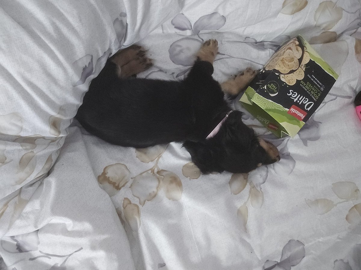 Snickers emotional support box of Delites <a href="/FantasticSnacks/">Fantastic Snacks</a>