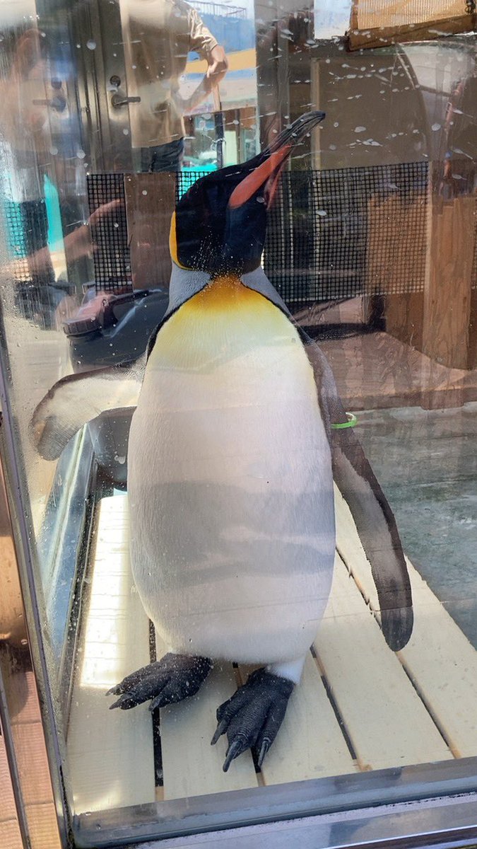 R_A_611's tweet photo. #下田海中水族館フォトコンテスト https://t.co/6u91pXcFOT