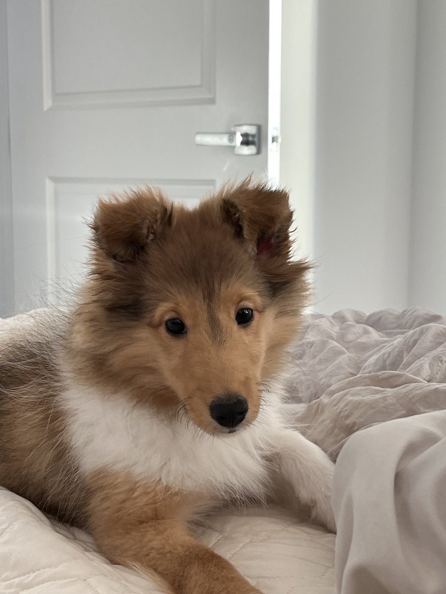 SammHurstPhD's tweet image. This adorable little bundle is bringing our family so much joy. She is loving and she is fearless. My heart is beyond full. She is our joyful warrior. 💙 #Cully