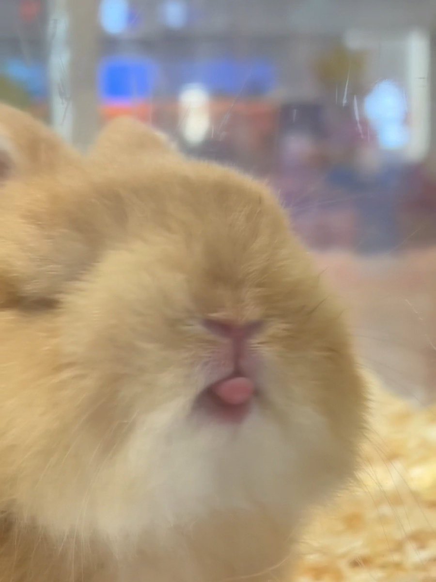 Why you should have a rabbit tweet media