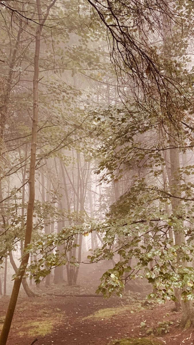 johnjallan1972's tweet photo. Misty walk https://t.co/xOR1rgnF3Y