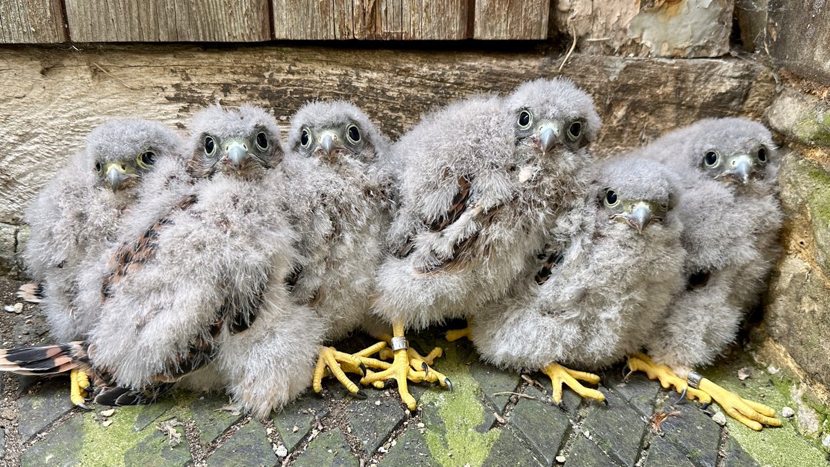 It has been a fantastic year for Kestrels in the Cotswolds, large brood sizes and pairs breeding in old haunts where they’ve been absent for years. Old stone dovecotes (and bedroom windowsills!) preferred <a href="/UKLittleOwls/">UK Little Owl Project</a> <a href="/mattthesparrow/">matt prior</a> <a href="/GlosterBirder/">Mike King🦉🐺</a>