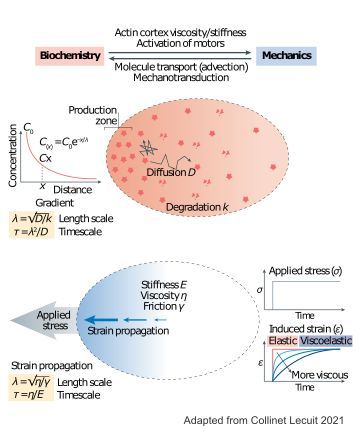epithelial mechanics fan club (@epimechfc) on Twitter photo Cytoskeleton shapes tissues during development. What signaling drives these changes? I'm <a href="/onenimesa/">Nimesh Chahare</a> and let's explore FGF signaling's crucial role with examples.
Trust me, you need to know this! Cytoskeleton shapes tissues during development. What signaling drives these changes? I'm <a href="/onenimesa/">Nimesh Chahare</a> and let's explore FGF signaling's crucial role with examples.
Trust me, you need to know this!