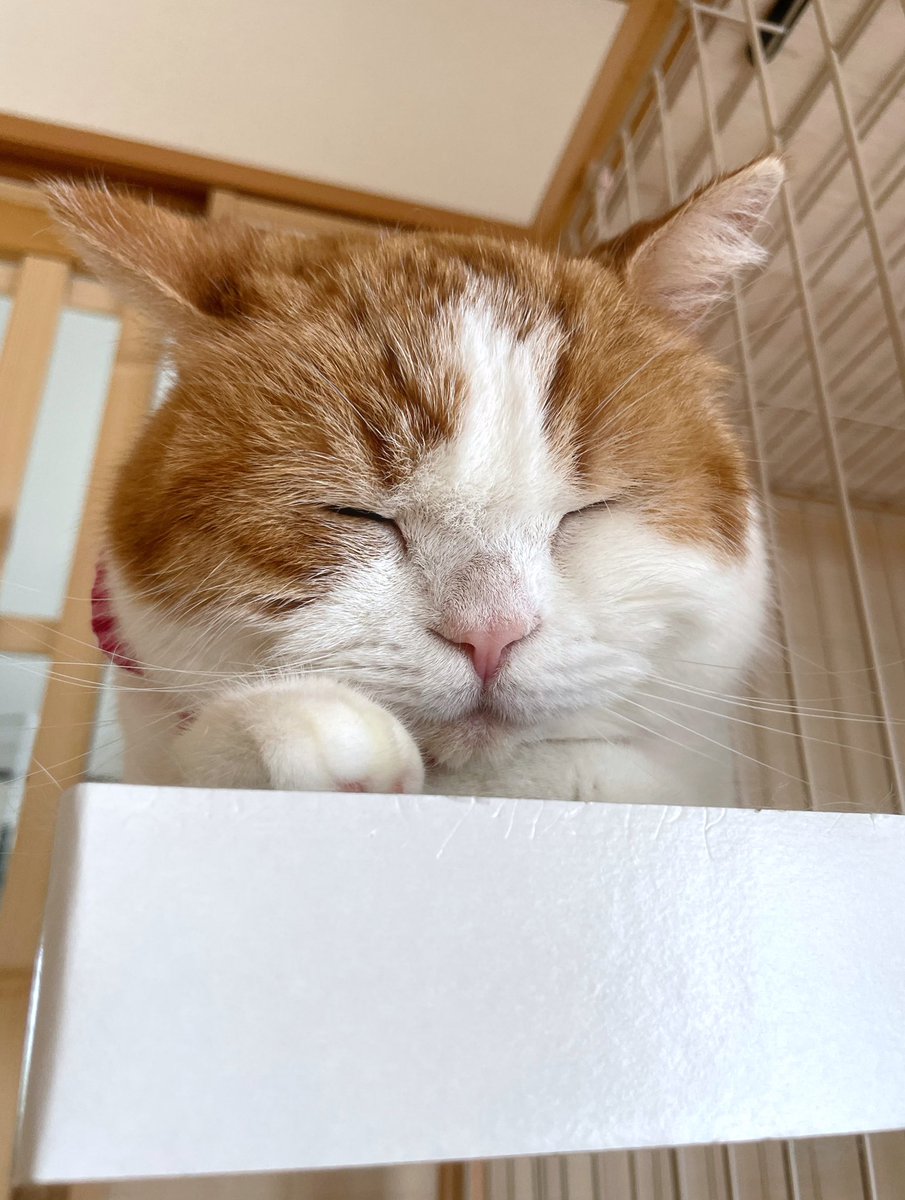Rilu031218s's tweet photo. こういううさぎちゃん居た気がする。
お耳ピーン🐰で今日も可愛い可愛いちゃん。 https://t.co/gt7Sdf6HzP