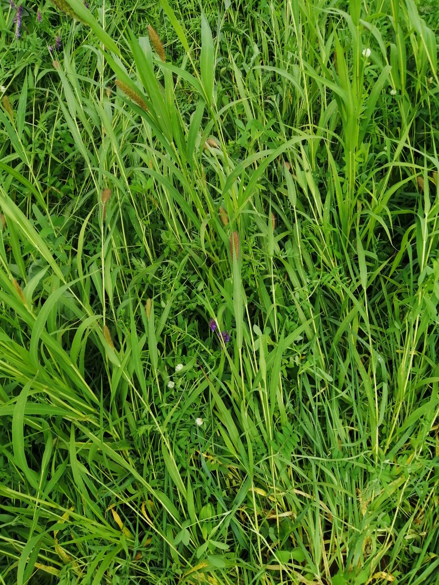 Methode merci uitgevoerd gisteren. Conclusie: 3.8 t DS/ha, 105 eenheden N vastgelegd, 20 P2O5, 140 K2O,10 SO3, 10 MgO, 0.5 ton koolstof/ha en 0.9t/ha stabiele humus. In 2 maanden tijd... #groenbedekker, #agriculture #methodemerci