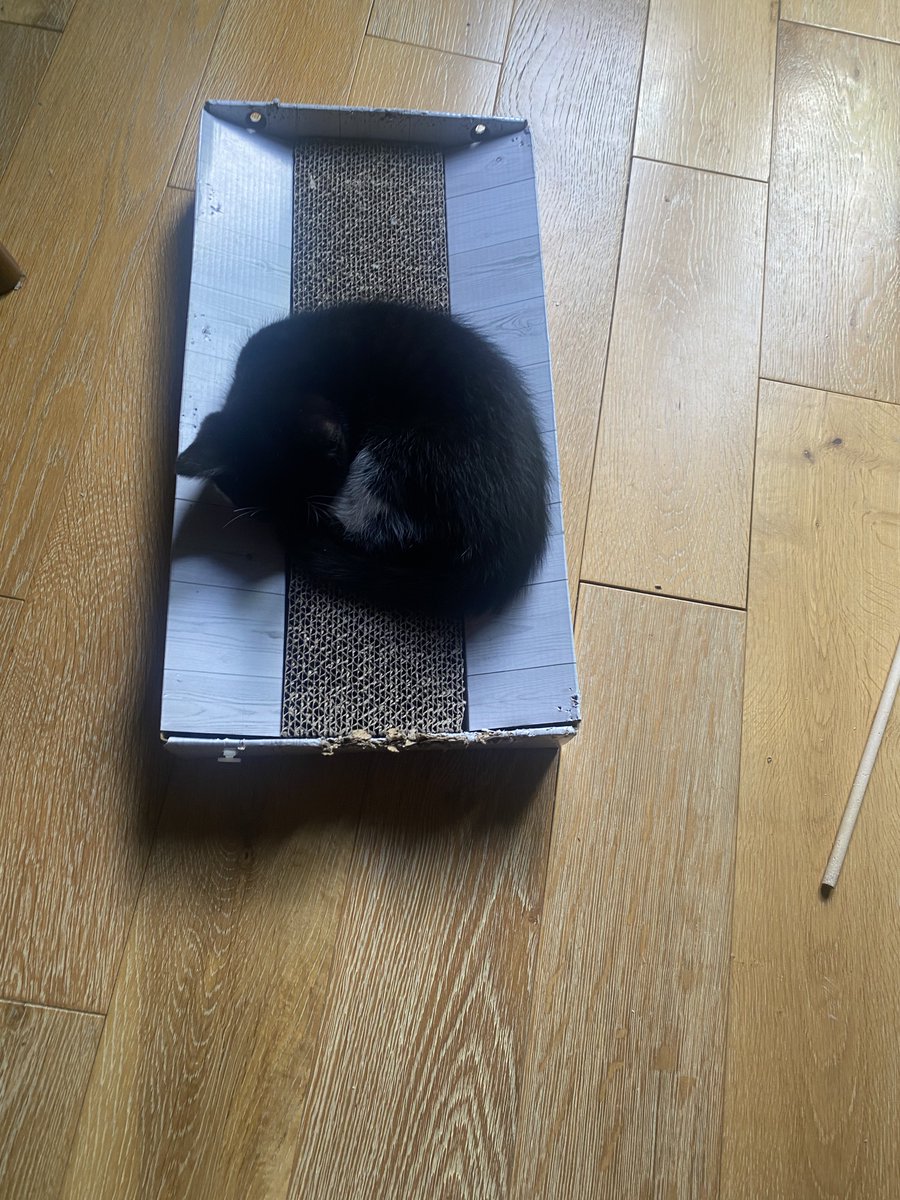 KittensCam's tweet image. A cat story in three acts… 

#fairycatmother #theeight #catsofX #adoptdontshop #kittenCam #kittensofX #cats #kittens #cute #fosteringsaveslives #kittensofinstagram #catsofinstagram 🐾