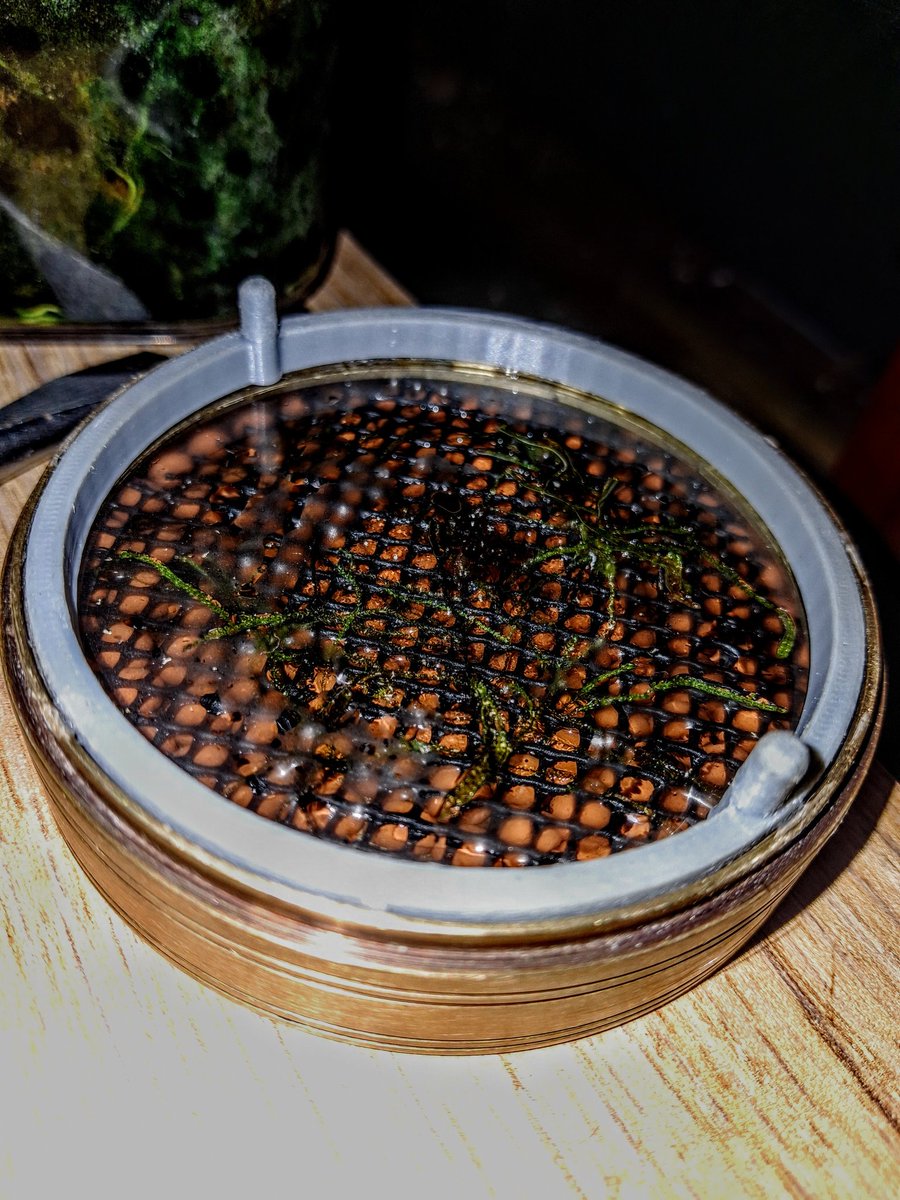 programmer1200's tweet image. Found a broken compass and tore out all the parts leaving a brass case and I thought it would make a interesting terrarium for some moss cuttings, so I designed a seal to hold in the glass and a small layer of leca and a piece of mesh for the moss to grow on. Find out in 3 months