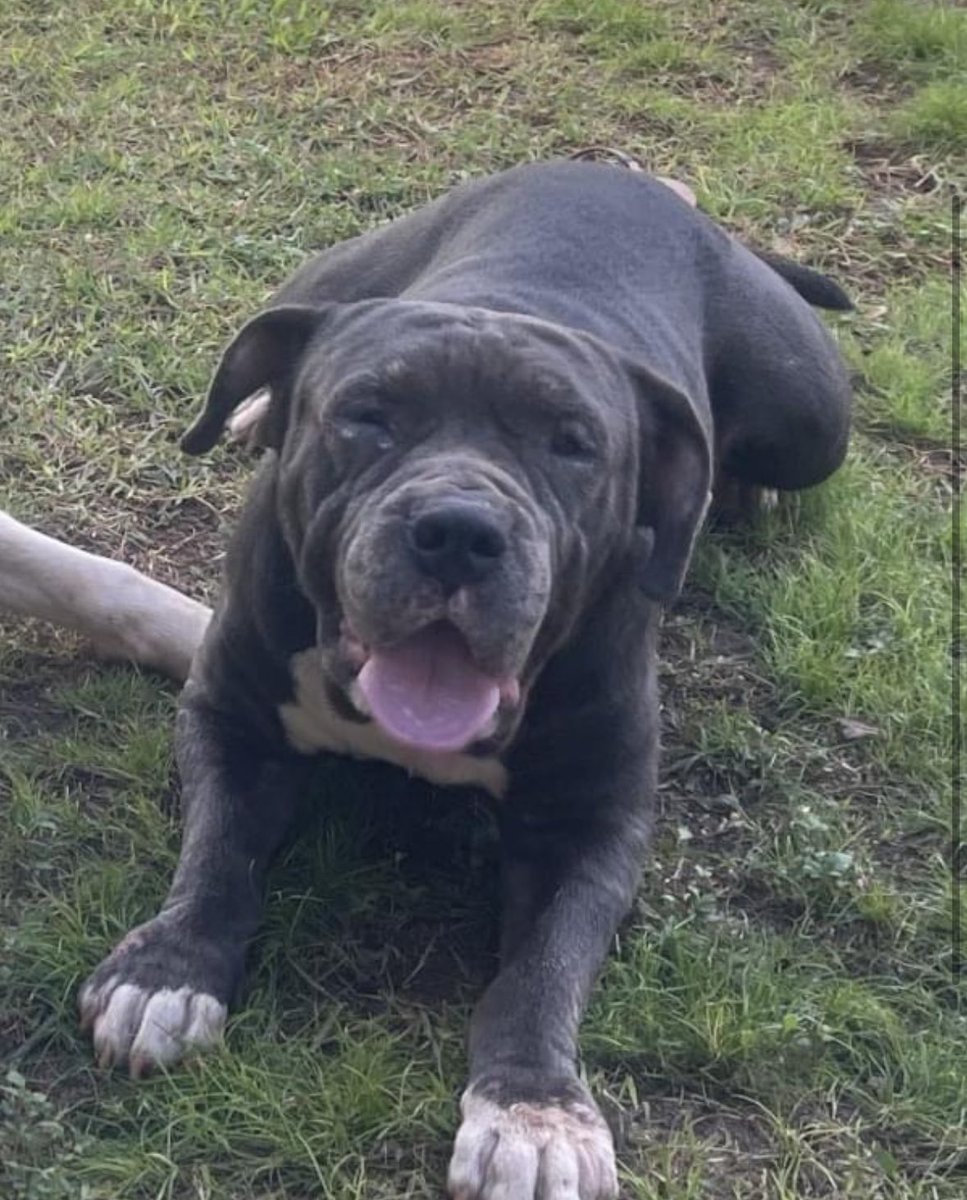 nekachoo's tweet photo. 🗣️🗣️ Peeps on the west side!! Please help find my cousin’s dog!

https://t.co/N2h6d5pxcL

 #waianae #lostdog #oahu https://t.co/5Hrd3yesBc