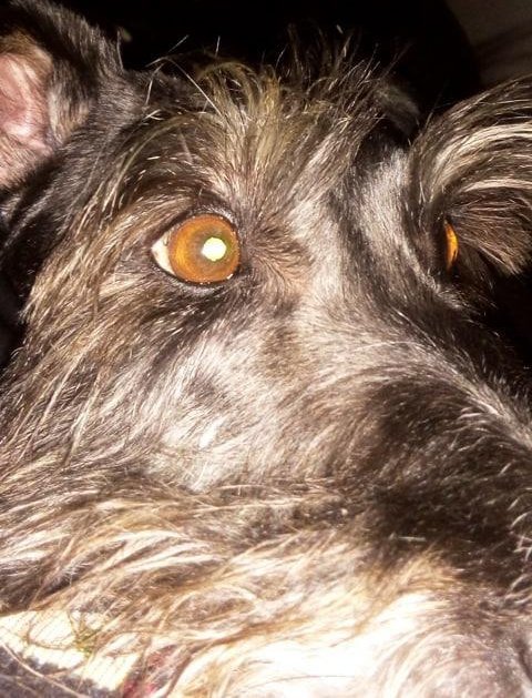 WeissLautaro's tweet photo. voy a extrañar tus ojos de miel,tu lealtad,tu fidelidad y tu amor.
Gracias por 15 años de acompañarme.
Siempre en mi memoria Naia te amo❤️❤️❤️ https://t.co/NsM2g2U1ZA