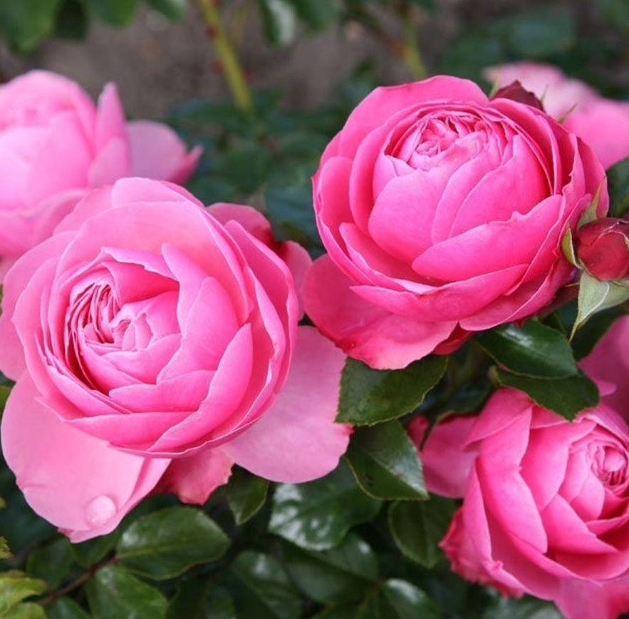 سأزرع الطريق زهورا 
مع شوقا وأجمل الوردات 
أنا قادم محملا بحبكم 
وبحنين وأصدق الكلمات

#صباح_الخير
#تسجيل_دخول