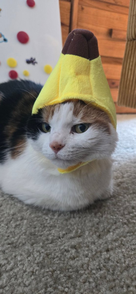 atchoopineapple's tweet photo. Honey &amp; Clover update: Halloween costumes secured!!!!!!!!! https://t.co/BE0JxCTiFx