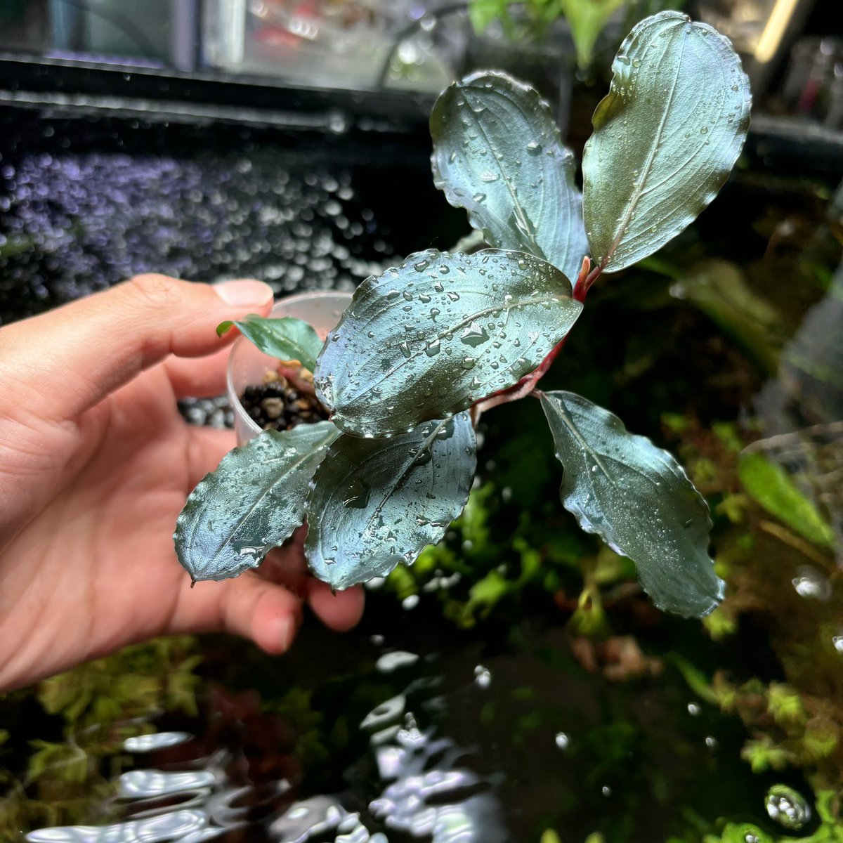 カッコいいブセが入荷しました！✨ ・ブセファランドラ sp. Royal