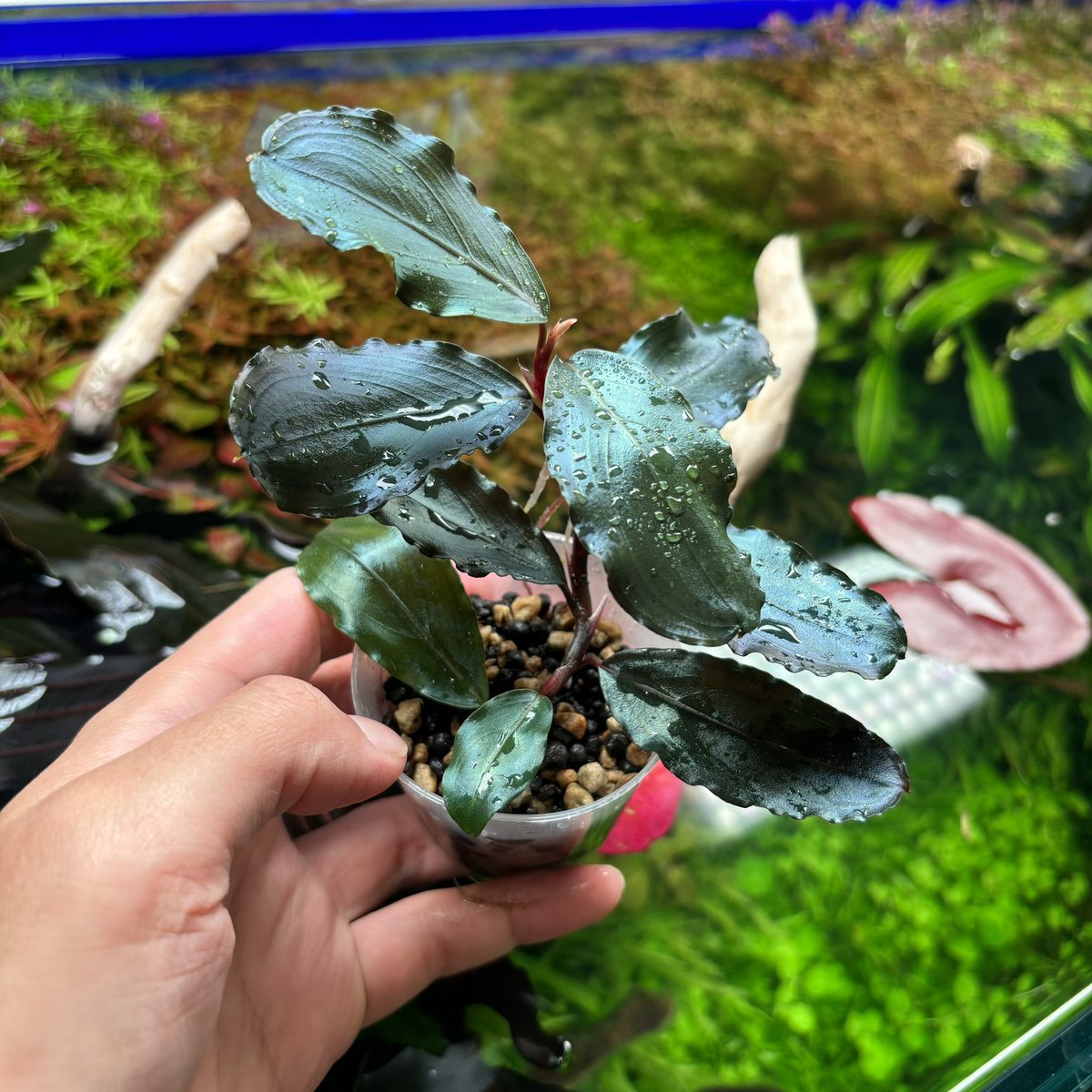 ブセファランドラ spロイヤルダークメタリック カッコいいブセが入荷しました！✨ ・ブセファランドラ sp. Royal