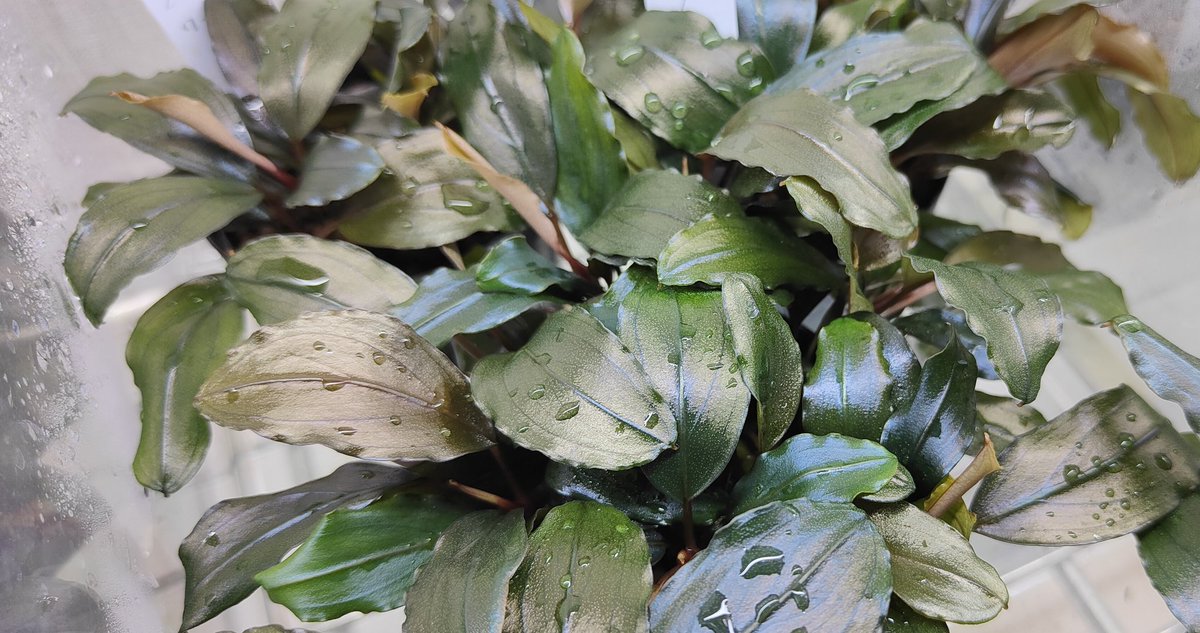 キボーデコ on X