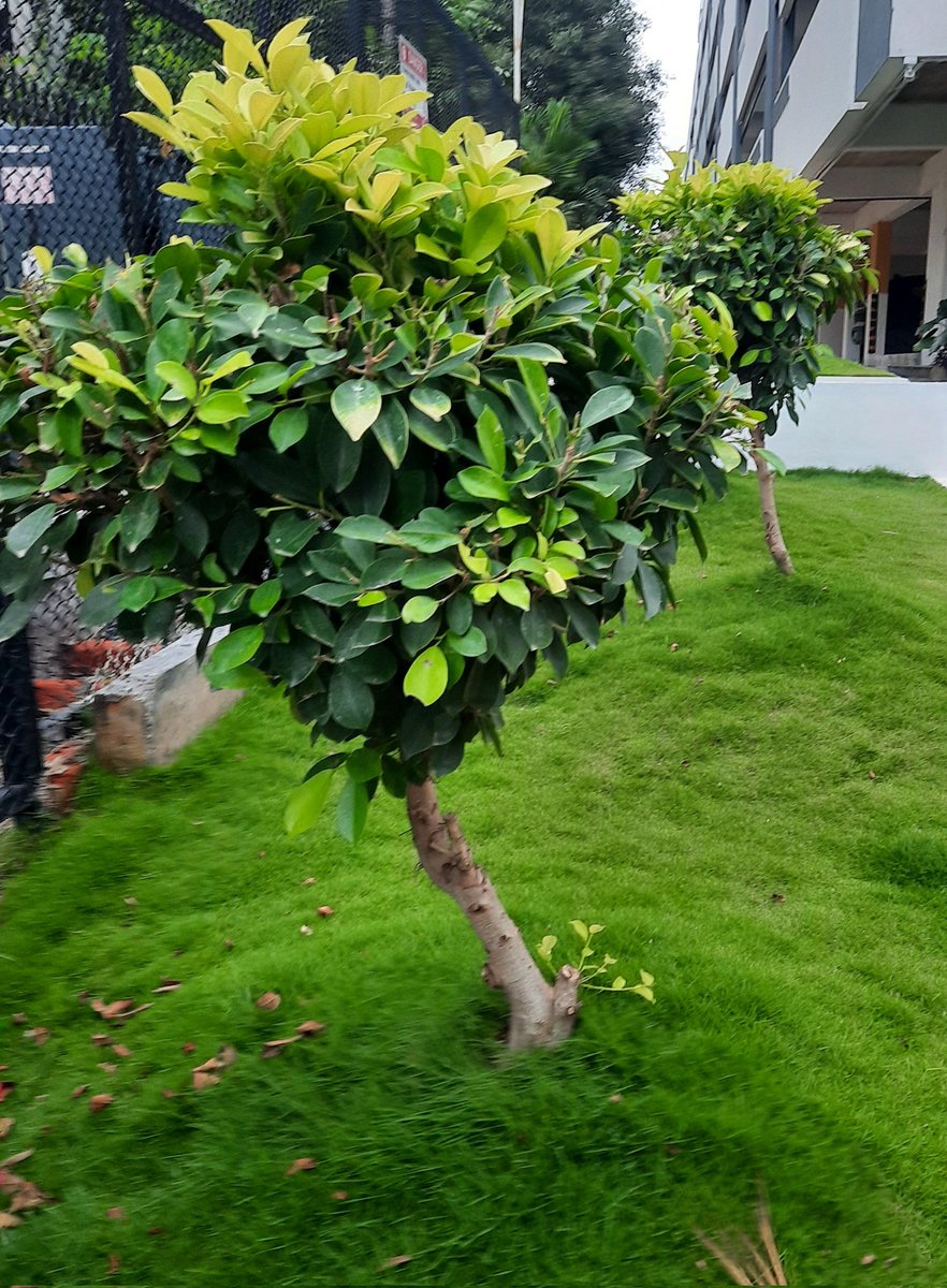 AshutoshMeher9's tweet image. #Misc #photo