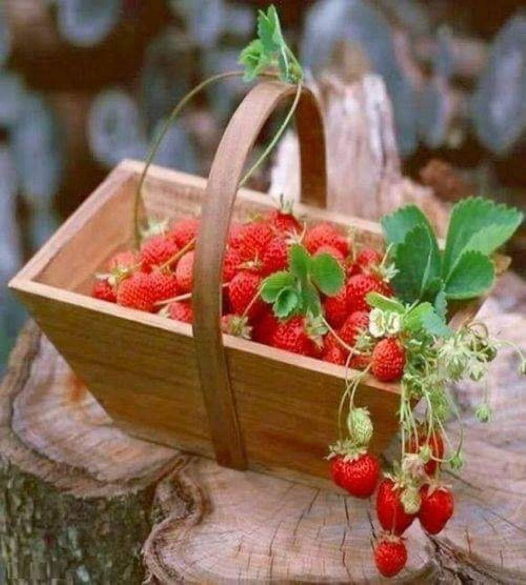 *الهدايا ليست بغلافها ولكن بمضمونها ... وكذلك الناس ليست بأشكالها ولكن بقلوبها||•٠🌻᭓✎*